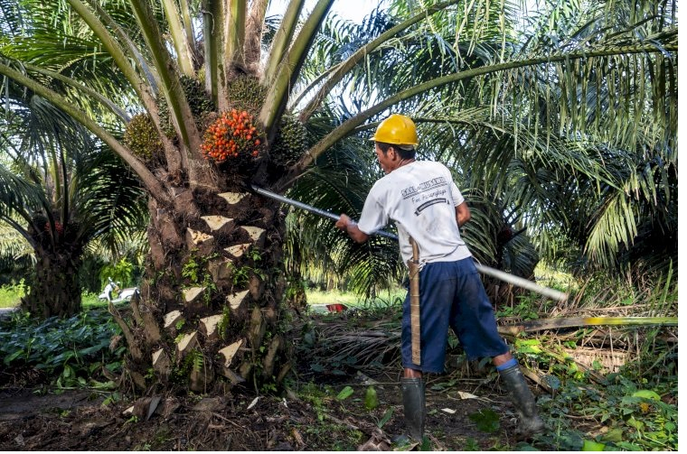 Kelapa Sawit Jadi Solusi Ketimpangan Ekonomi