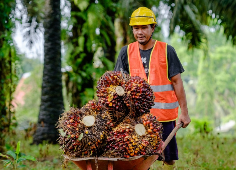 Harga TBS Sawit Sumbar Periode Juni II 2026 Anjlok, Per Kilonya Rp 3.684 per Kilogram, Berikut Daftarnya