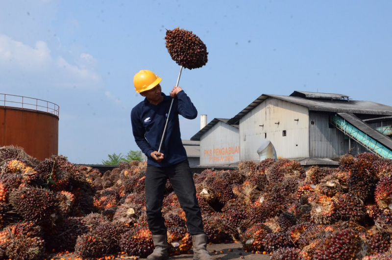 Harga TBS Sawit Jambi Turun Lagi, Perkilonya 3.879,38/Kg, Ini Daftar Harga TBS 14-20 Agustus 2026   
