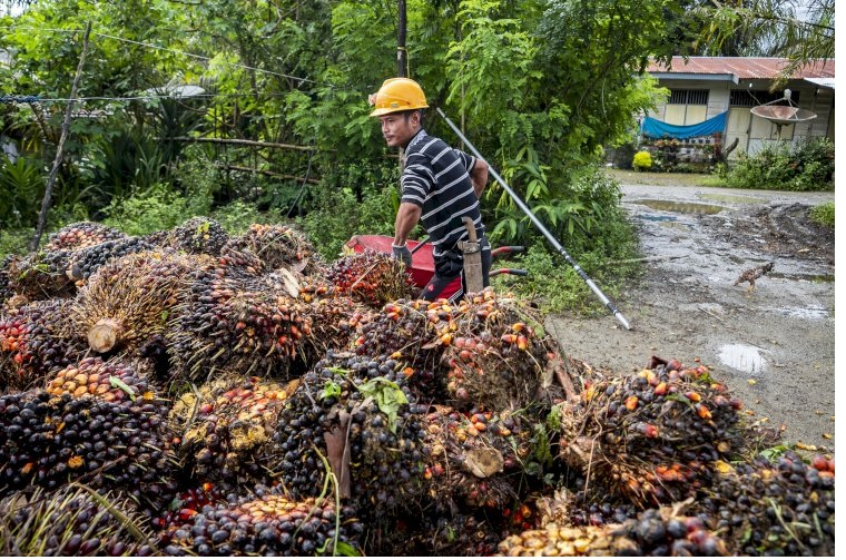 Harga Sawit Brondolan Tembus Rp3.800 dan TBS Tertinggi Capai Rp4.045 per Kg di Pasaman Barat