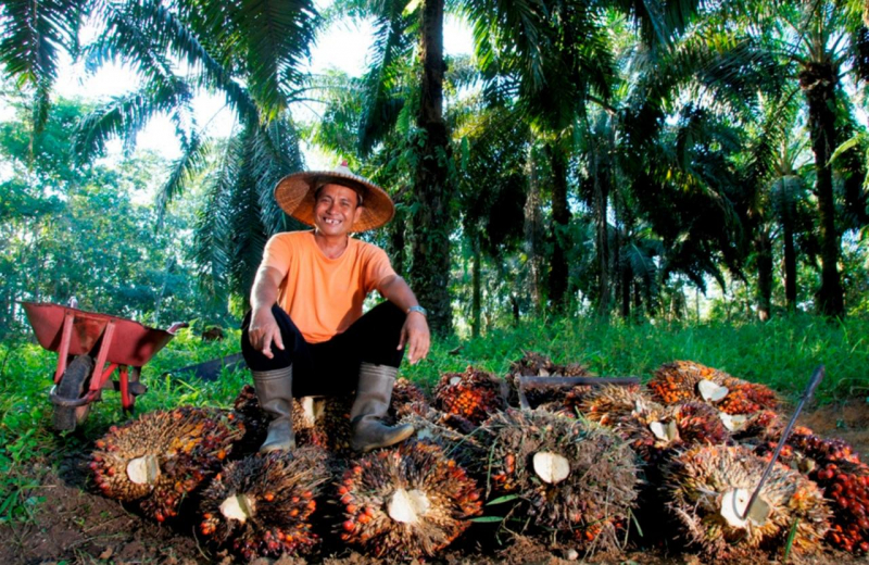 Harga TBS Tertinggi di Bangka Tengah Tembus Rp3.130 per Kg di PT Putera Bangka Tani