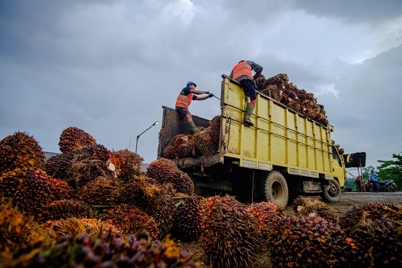Harga TBS Tertinggi Tembus Rp4.045 dan Terendah Rp3.180 per Kg di Dharmasraya